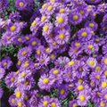 Aster novi-belgii 'Eventide'