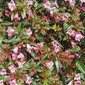 Abelia grandiflora 'Edward Goucher'