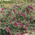 Buddleja davidii 'Nanho Purple'