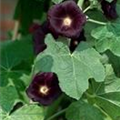 Alcea rosea 'Nigra'