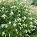 Buddleja davidii 'Nanho White'