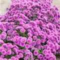 Aster novi-belgii 'Mystery Lady'®