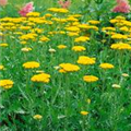 Achillea filipendulina 'Summer Gold'®