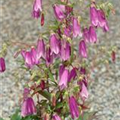 Campanula punctata 'Rubriflora'