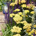 Achillea millefolium