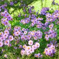 Aster novi-belgii 'Rosenquarz'