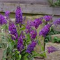 Buddleja davidii 'Purple Chip'(s)