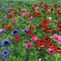 Anemone coronaria 'De Caen'