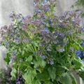 Borago officinalis