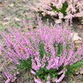 Calluna vulgaris Gardengirls® 'Pink Madonna'