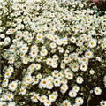 Aster novi-belgii 'Zauberspiel'