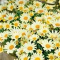 Argyranthemum frutescens 'Citronelle'