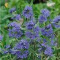 Caryopteris clandonensis 'Heavenly Blue'