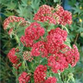 Achillea millefolium 'Cerise Queen'