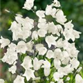 Campanula rotundifolia 'Thumbell® White'