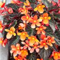 Begonia boliviensis 'Glowing Embers'®