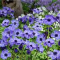 Anemone coronaria 'Harmony Blue'