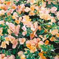 Bougainvillea 'California Gold'