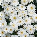 Argyranthemum frutescens 'Cymbals Chocolate'®