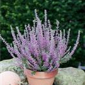 Calluna vulgaris Gardengirls® 'Silvana'