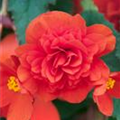 Begonia boliviensis 'Victoria Falls'