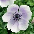 Anemone coronaria 'Harmony Pearl'