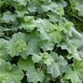 Alchemilla mollis 'Thriller'