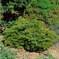 Abies alba 'Barabits Spreader'