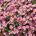 Argyranthemum frutescens 'Madeira'®