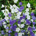 Campanula 'Takion'