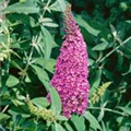 Buddleja davidii 'Summer Teens'®