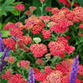 Achillea millefolium 'Fanal'