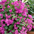 Bougainvillea glabra 'Alexandra'