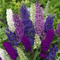 Buddleja davidii 'Tricolor'