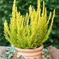 Calluna vulgaris Gardengirls® 'Zeta'