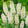 Buddleja davidii BUZZ™ 'Ivory'(s)