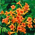 Campsis radicans 'Indian Summer'®