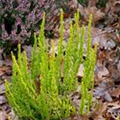 Calluna vulgaris Gardengirls® 'Zipi'