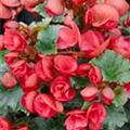 Begonia elatior