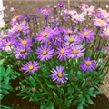 Aster tongolensis 'Berggarten'