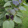 Catalpa erubescens 'Purpurea'