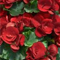 Begonia elatior 'Arcadia® Scarlet'