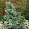 Abies concolor 'Blue Saphir'