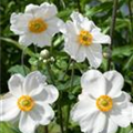 Anemone japonica 'Honorine Jobert'