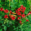 Campsis x tagliabuana 'Fire Trumpet Vine'®