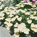 Achillea millefolium 'Schwefelblüte'