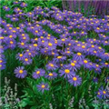 Aster tongolensis 'Leuchtenburg'