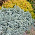 Abies concolor 'Hexe'