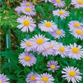 Aster tongolensis 'Wartburgstern'