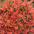 Calluna vulgaris 'Laubschöne'